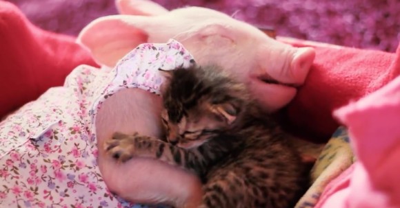 ほんわかパッパが止まらない！同じ日に保護された子猫と子ブタが初めての大親友に : カラパイア