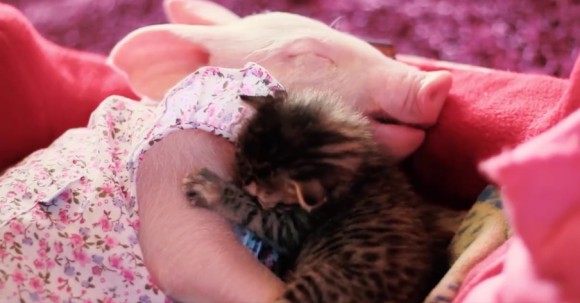 ほんわかパッパが止まらない！同じ日に保護された子猫と子ブタが初めての大親友に