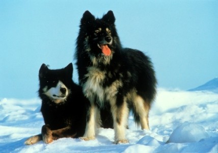  						映画『南極物語』は実話だとどうなるのか？犬たちはどうやって生き延びたのか？ | Ciatr[シアター]			