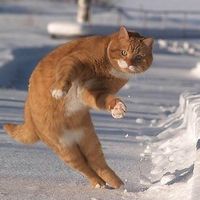 「地域猫」賛成？反対？
