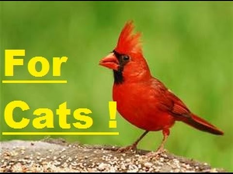 Movie for Cats ! "YOUR CAT WILL DO A BACK FLIP"  2 Hour Video ! - YouTube