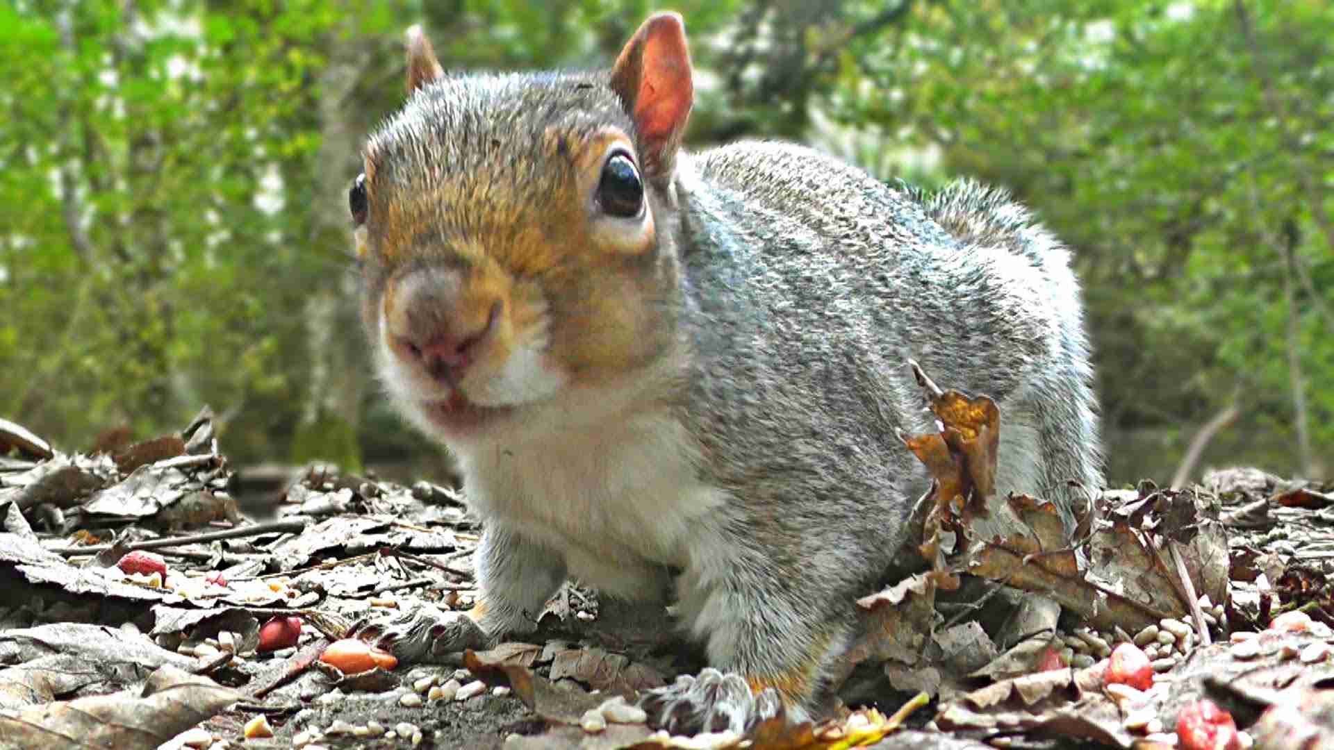 Entertainment Videos For Cats and Dogs To Watch - Squirrel and Bird Fun - YouTube
