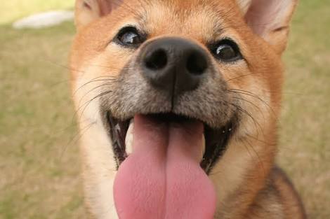 どアップの画像貼るトピ。