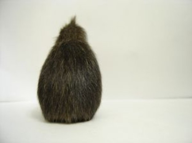 動物のかわいい後頭部画像ください