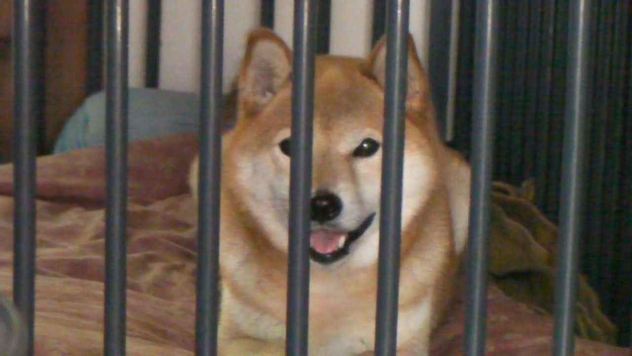 イルカ　　まあるいいのち 　 