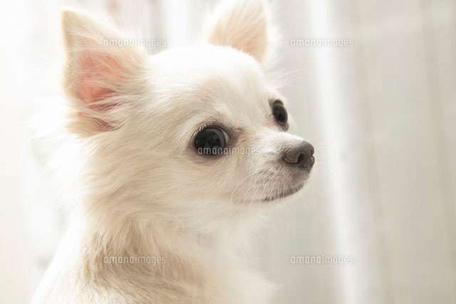 トリミング中にチワワ転落死　飼い主が340万円の損害賠償を求めて店を提訴