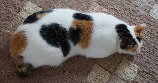 猫の好きな柄
