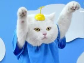 猫の好きな柄