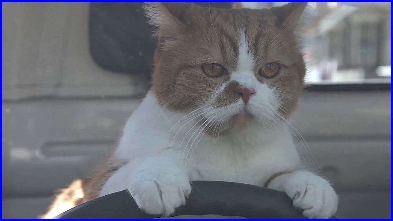 【画像】人間臭い動物鑑賞会