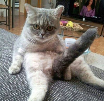 日向ぼっこしてる動物の画像