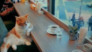 【画像】人間臭い動物鑑賞会
