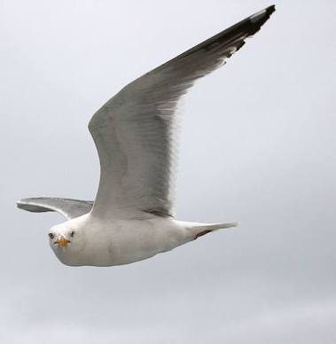 こっち見ないでの画像