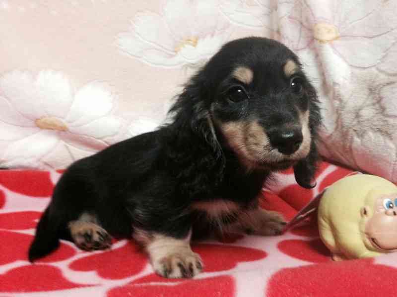 猫派ですか？犬派ですか？