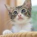 ねこたろう on Twitter: "保護ねこカフェに行こうキャンペーン!
耳カットは不妊手術済の証。外で生きるはずだった猫がお店にいるという事は何らかの事情があったという事。店員さんに聞いてみるのも良いですね。リスト→ https://t.co/fTea876KKu https://t.co/GIWqI0DJjp"