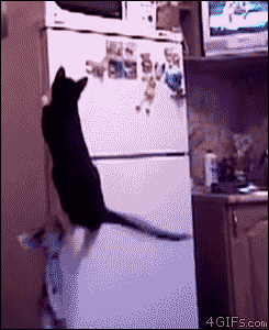 ガルちゃん猫カフェ本日オープン♪