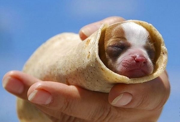 定番じゃない動物画像を貼ろう
