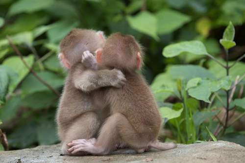 動物のかわいい後頭部画像ください