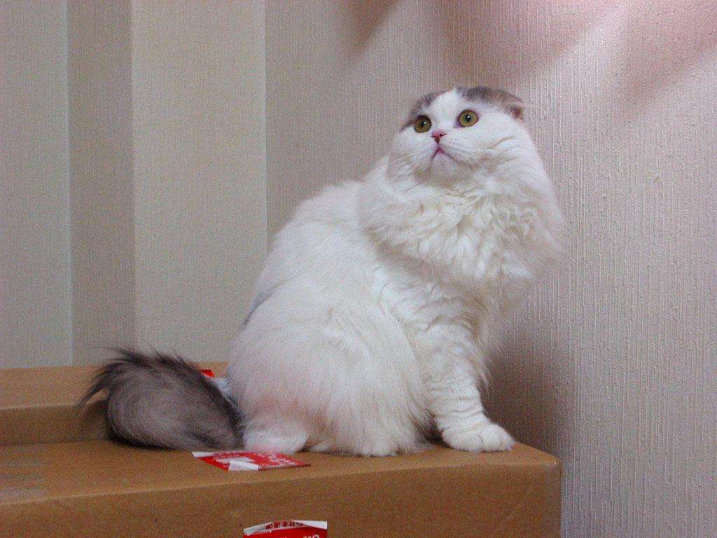 ガルちゃん猫カフェ本日オープン♪