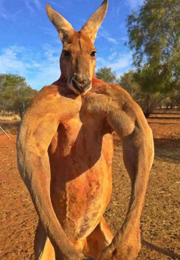 マッチョなカンガルー、ロジャー氏が更なる筋力を携えパワーアップしていたようだ。