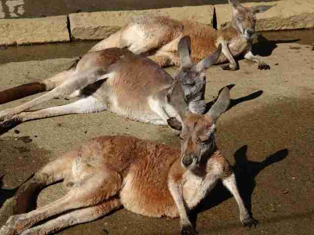 【画像】人間臭い動物鑑賞会