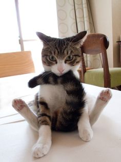ペットが一人遊びできるおもちゃ