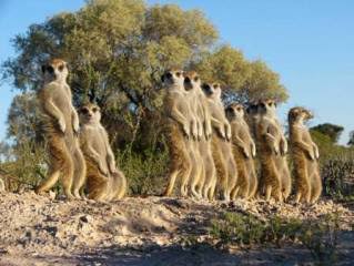 こっち見ないでの画像