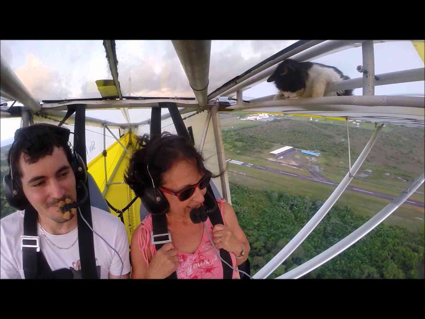 Remove cat before flight - YouTube