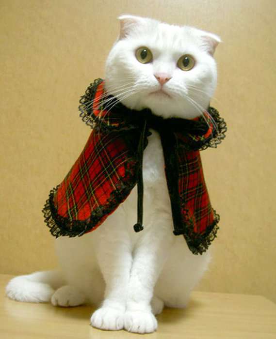 犬・猫に洋服、どう思いますか？