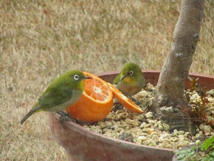 鳥が好きな人!