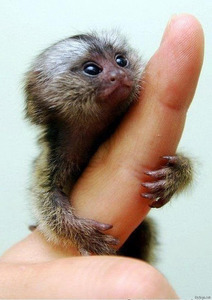定番じゃない動物画像を貼ろう