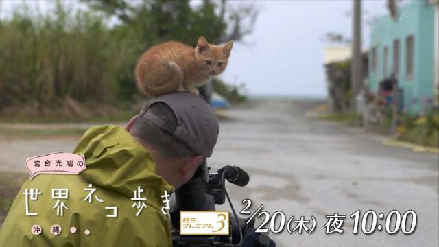 猫の浮気がバレたらどうなるの？「旦那が出張から早く帰ってきちゃった」編