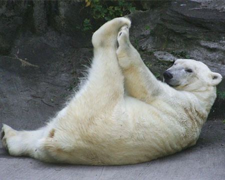 【画像】人間臭い動物鑑賞会