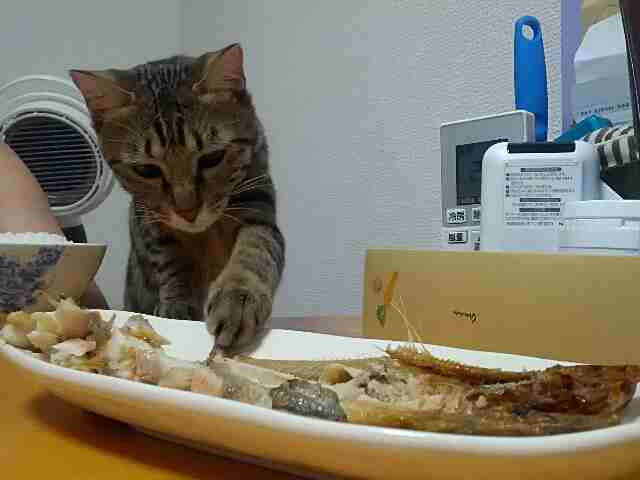あなたのペット どんな時が幸せだと思う?
