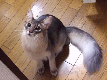 【猫の日】美形ネコ選手権