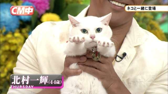 『猫侍』 好きな人