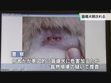 トリミング中にチワワ転落死　飼い主が340万円の損害賠償を求めて店を提訴