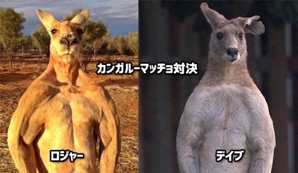 巨大カンガルーのマッチョ対決、オーストラリアの名物カンガルー、デイブ と ロジャーが対戦したら？ : カラパイア