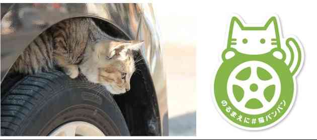 日産が猫バンバンの呼びかけ本格化！猫の事故を防ぐ「＃猫バンバン プロジェクト」特設サイトを公開