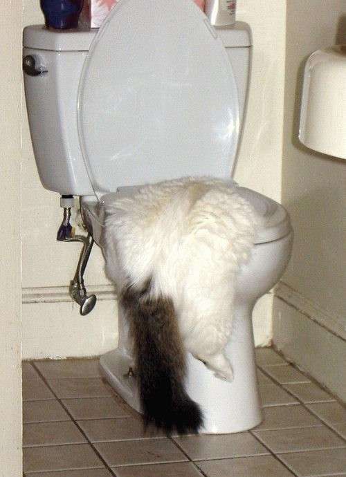 【画像】人間臭い動物鑑賞会