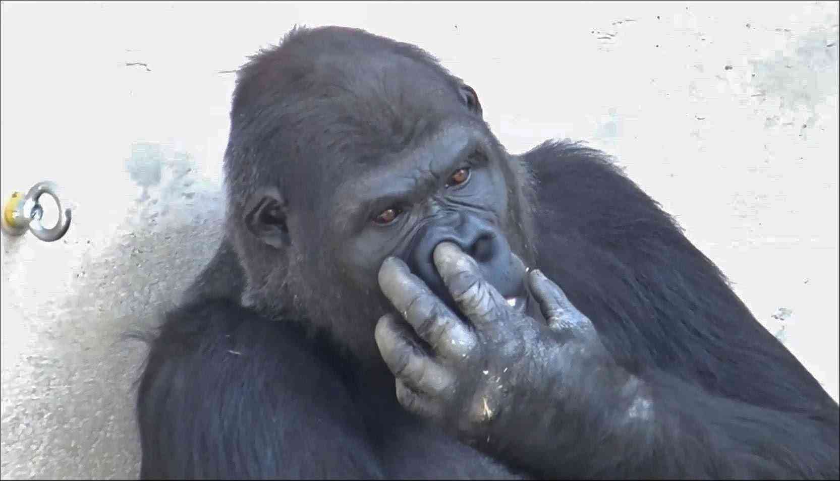 ガルちゃん動物園へようこそ！