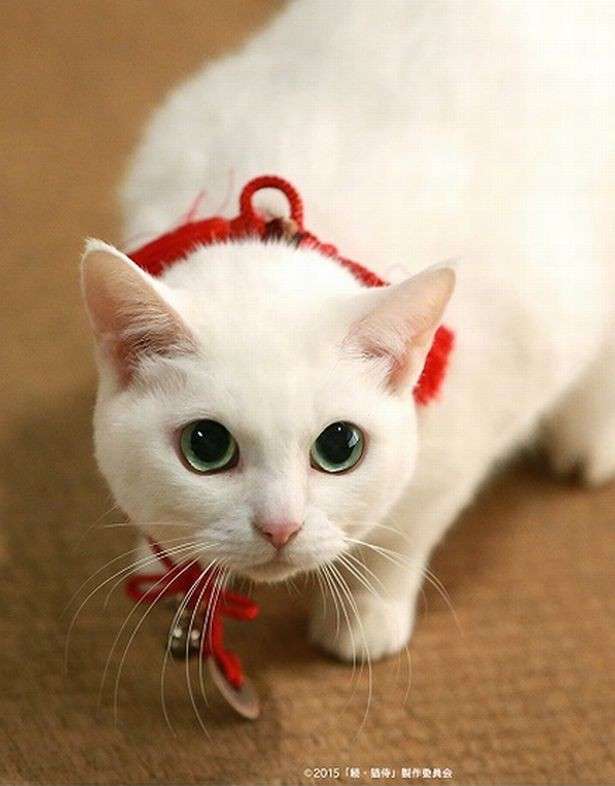 『猫侍』 好きな人