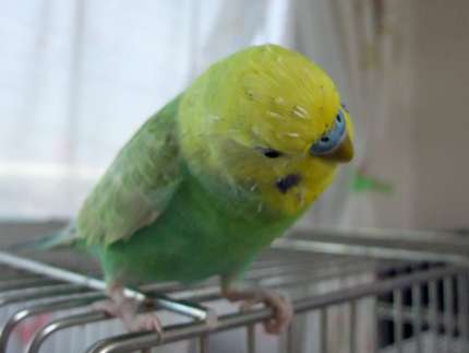 動物のかわいい後頭部画像ください