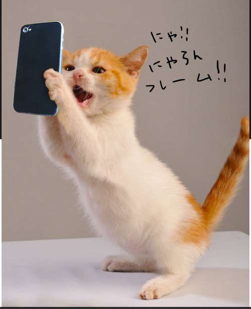 【画像】人間臭い動物鑑賞会
