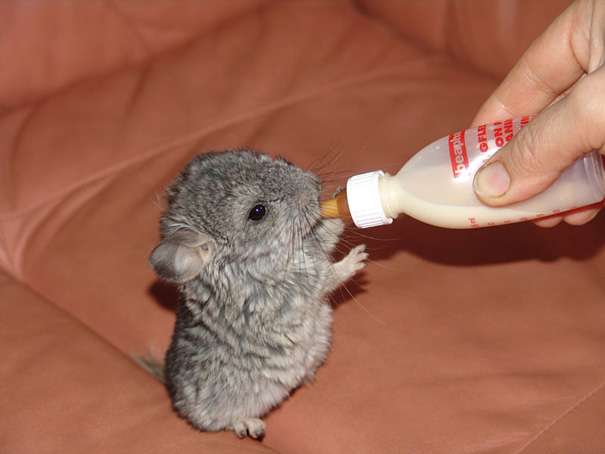 定番じゃない動物画像を貼ろう