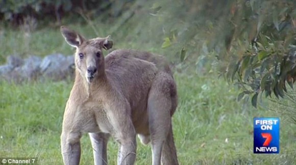 マッチョなカンガルー、ロジャー氏が更なる筋力を携えパワーアップしていたようだ。