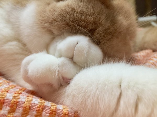 【画像】ダークサイドに堕ちたような眼差しを持つネコが話題に