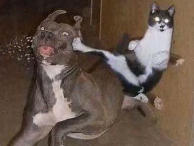 一瞬びっくりする画像を貼るトピ