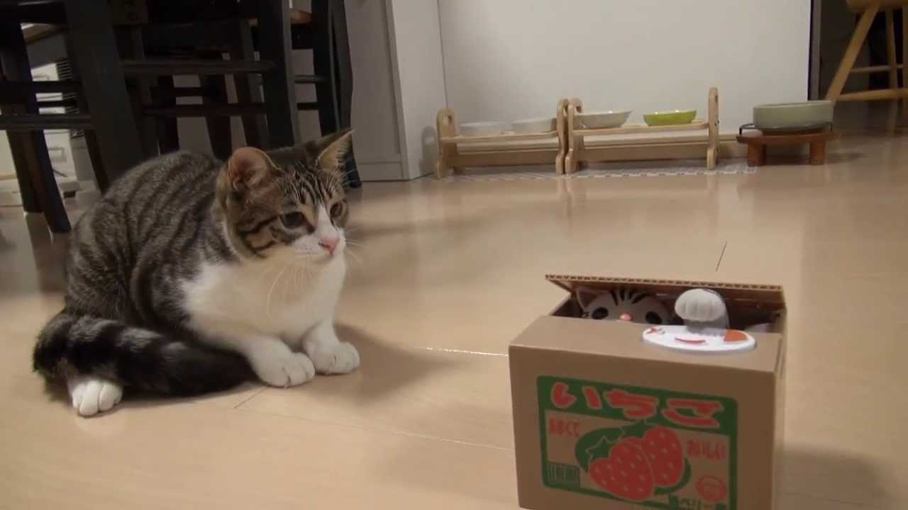 ポチっと押したら猫が出る！？ - YouTube