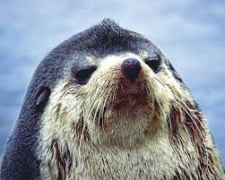 定番じゃない動物画像を貼ろう