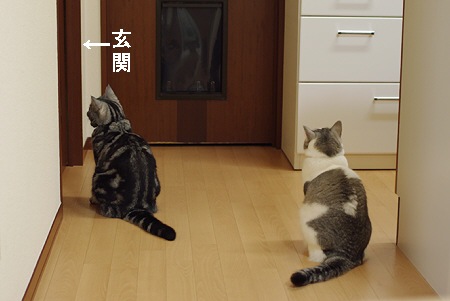 動物のかわいい後頭部画像ください